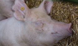 في تجربة غريبة.. علماء ينجحون في إعادة إحياء دماغ خنزير بعد ساعة من موته